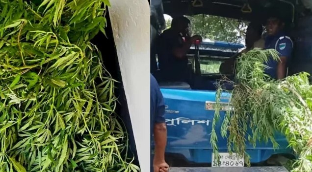 পানের বরজে মিললো ১২ কেজি ওজনের গাঁজা গাছ